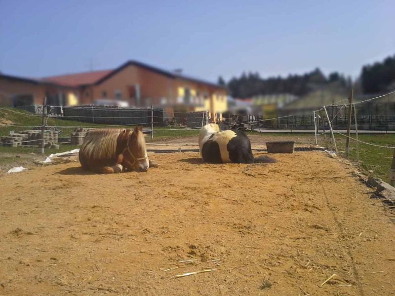 Herstellen eines Pferdepaddock ohne Unterbau mit dem Bodengitter BG30