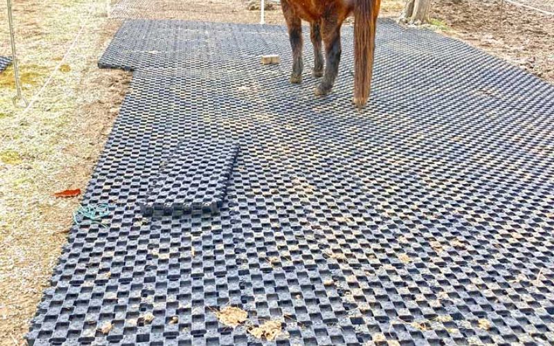 Die Neugier der Pferde war zu groß, während der Verlegung fand die erste Begehung der Paddockplatten statt!