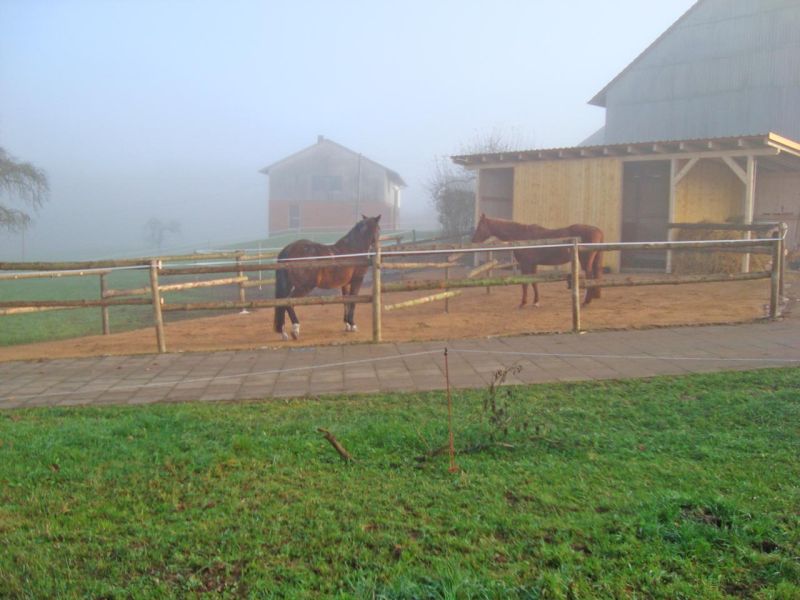 Bodengitter BG50 ohne Unterbau für ein Paddock / Offenstall selber verlegen