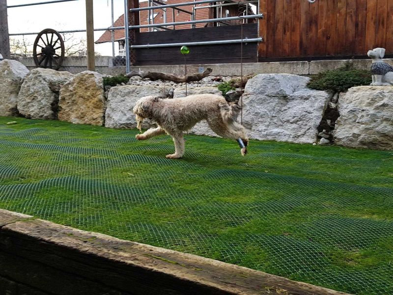Hunde wühlen & buddeln gerne, leider auch im eigenen Garten. Hier sehen Sie wie man man einen Rasen bzw. Wiese vor Wühl & Buddelattacken effektiv schützt...