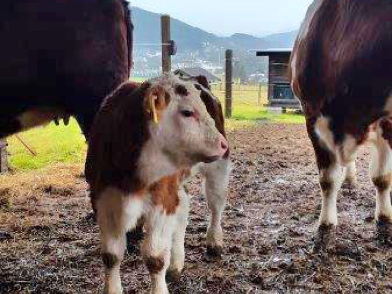 Befestigter und Matschfreier Stallauslauf für Kühe mit dem Bodengitter BG30