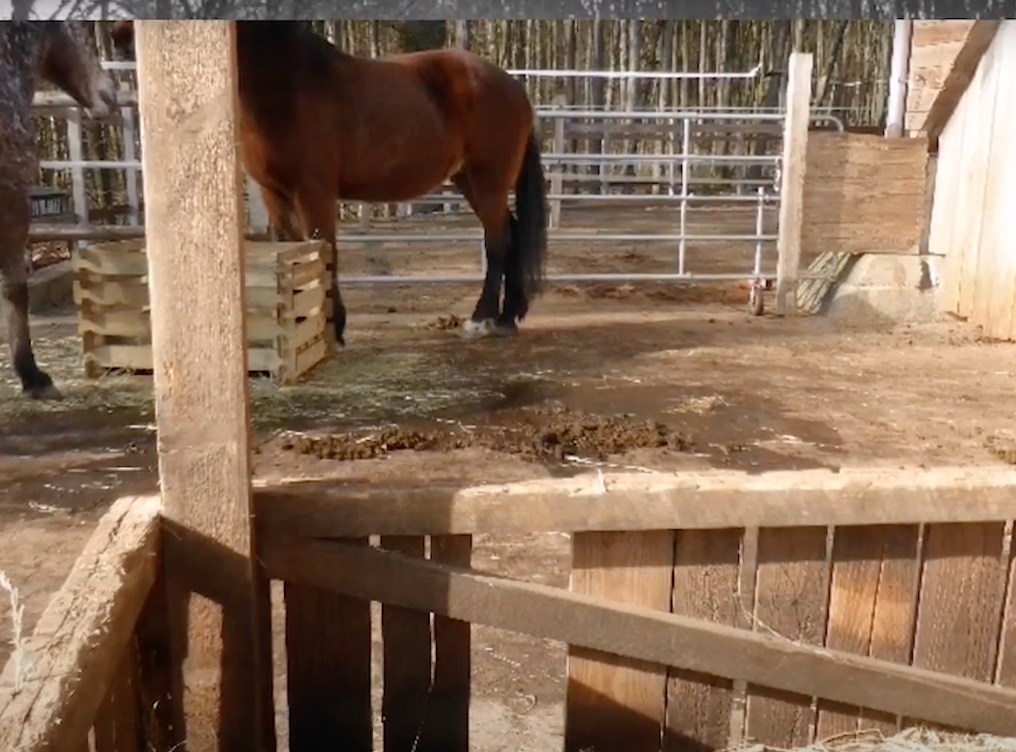 Kundenbesuch bei Pferdepension Oliver Hoffmann PP60 30 referenz
