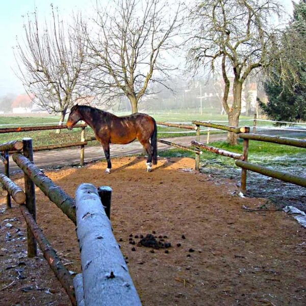 Ein Pferd steht auf einer mit einem Holz eingezäunten Fläche.