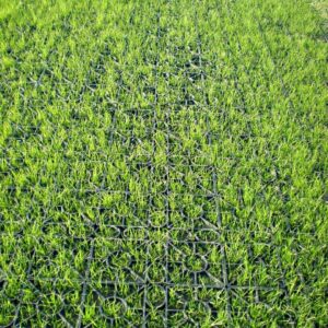 Rasengitter RG24 · 0,25 m² · 500 x 500 x 24 mm · 1,00 kg · Belastbar bis ca. 100 t/m² · On-Top Verlegung ohne Unterbau · Rasenbefestigung