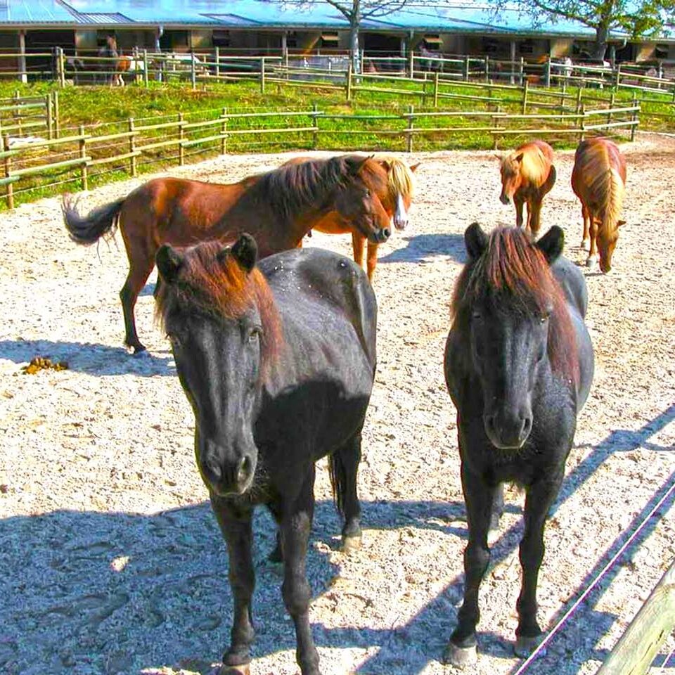 Befestigung der Weidzugängen und Koppeln für Pferde mit dem Rasengitterstein RGS35