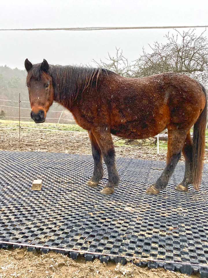 Pferd auf befestigtem Auslauf während der Verlegung einer trittsicheren Winterfläche
