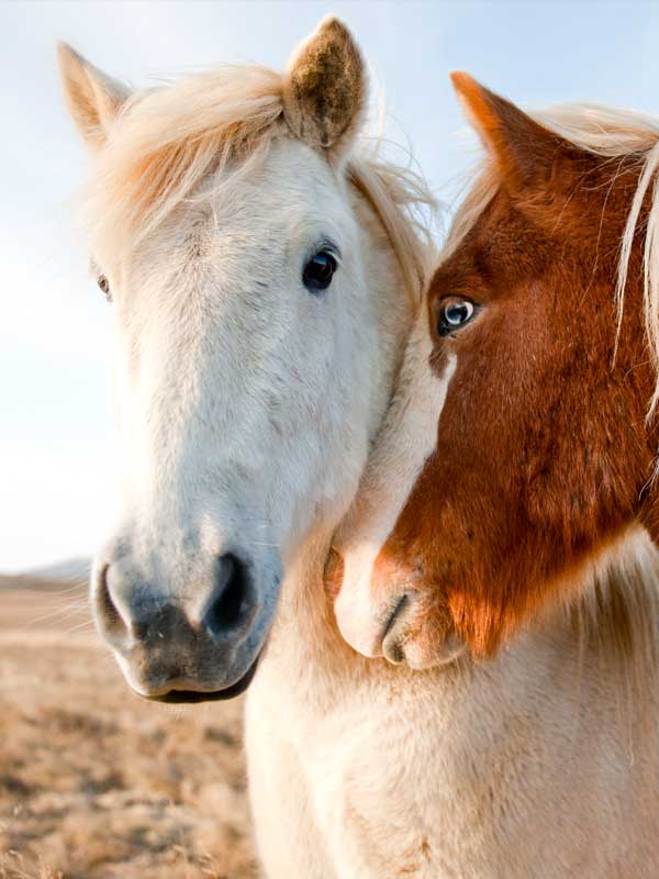 Tierhaltung & Stallbau