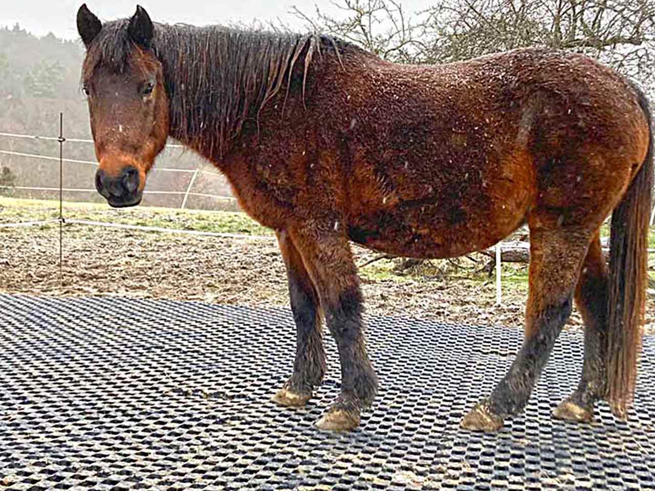 Pferd steht sicher auf Paddockplatten